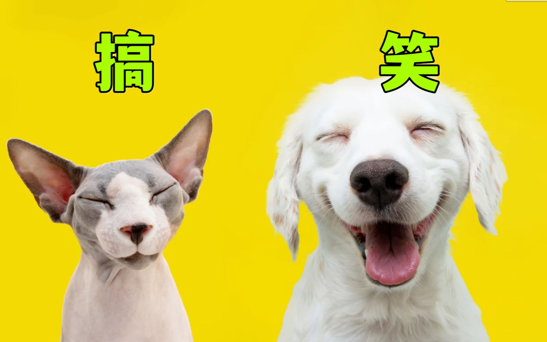 红桃免费视频官方网址-萌宠搞笑视频